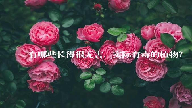 有哪些长得很无害，实际有毒的植物？
