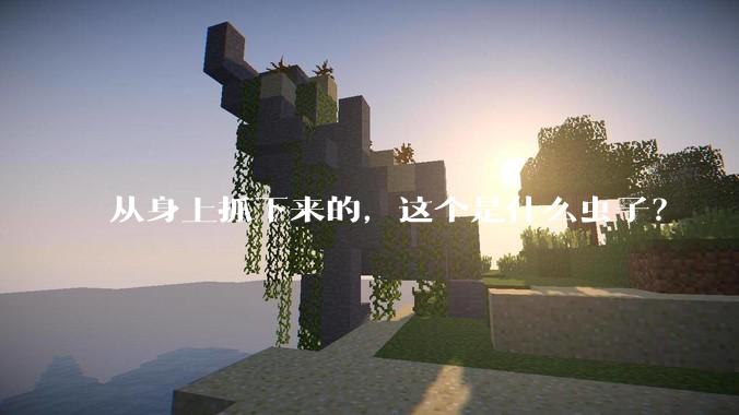 从身上抓下来的，这个是什么虫子？